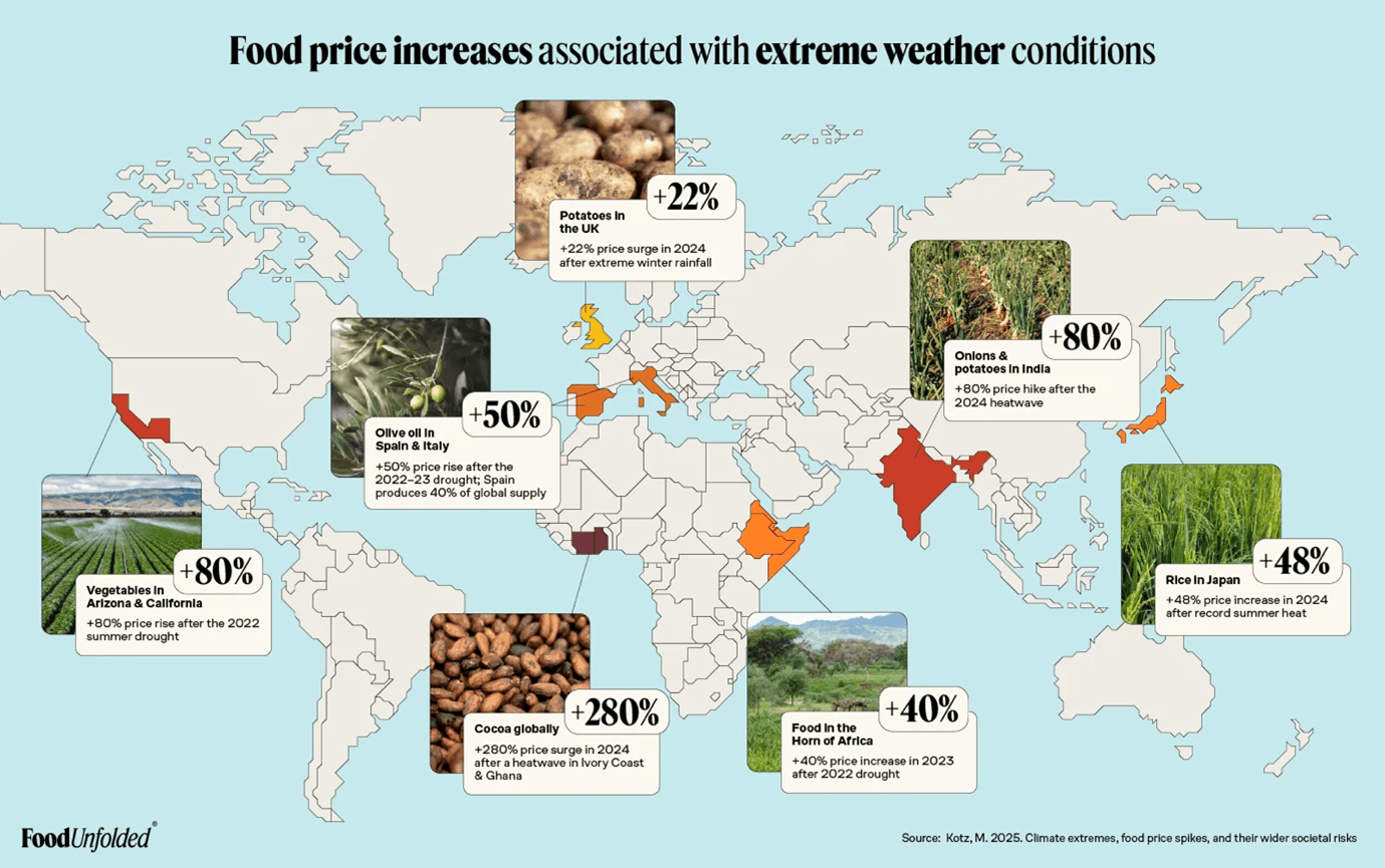 Ingredienti sostitutivi 