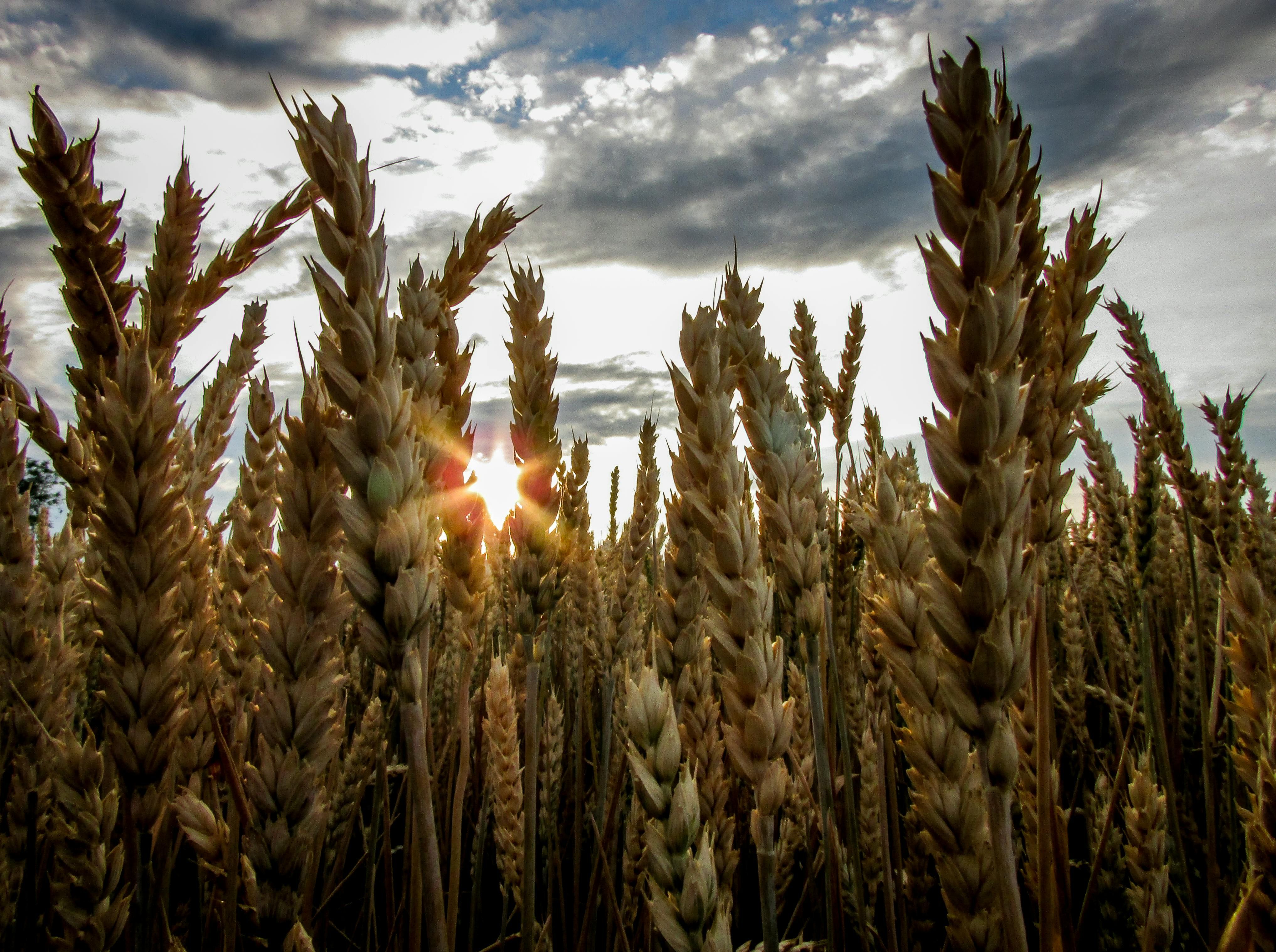 Food System Transformation: innovare la filiera agroalimentare