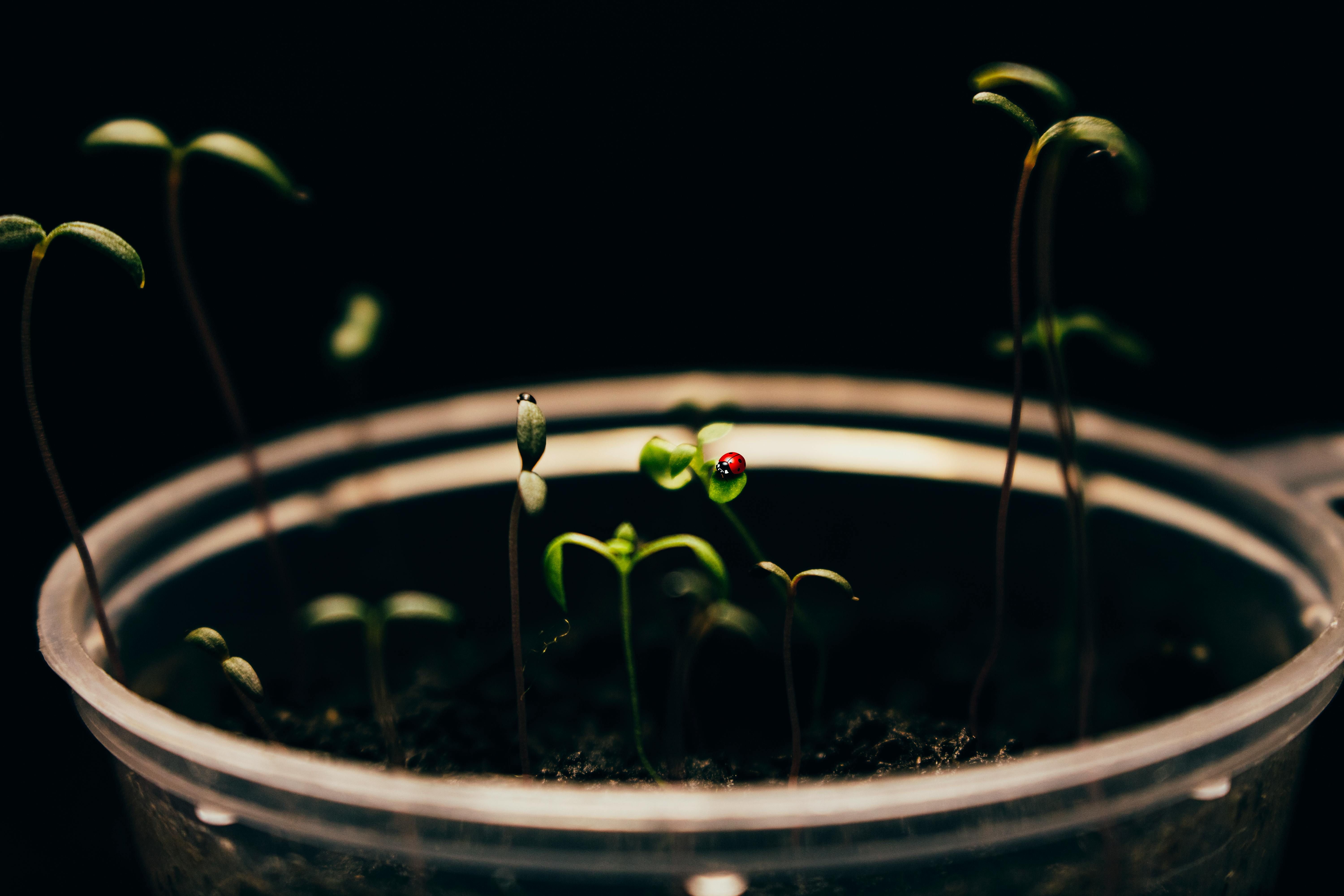 Come germinazione e fermentazione possono migliorare il valore nutrizionale dei cereali