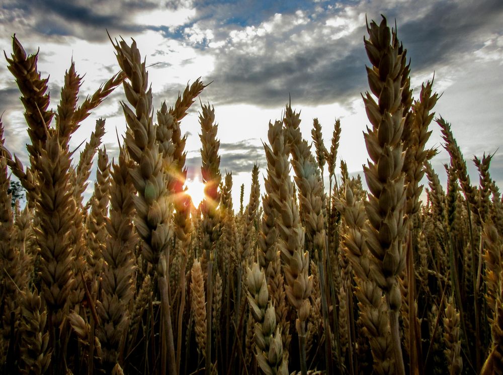 Food System Transformation: innovare la filiera agroalimentare