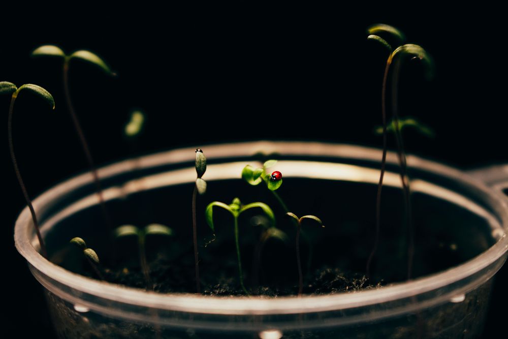 Come germinazione e fermentazione possono migliorare il valore nutrizionale dei cereali