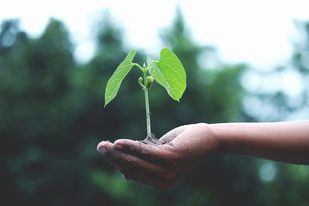 Plant-Based: evoluzione alimentare tra salute, gusto e sostenibilità